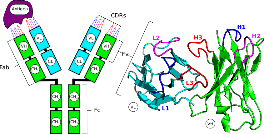 An Antibody - Tcr Cdr (845x431), Png Download
