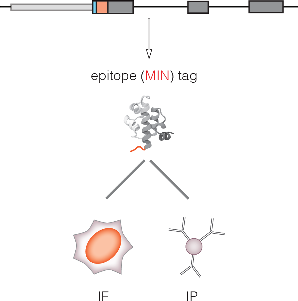 Using The Min-antibody For Immunoprecipitation - Diagram (1000x1027), Png Download