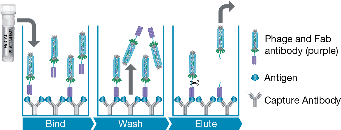 Selection With A Captured Antigen - Guided Selection Antibody (1171x442), Png Download