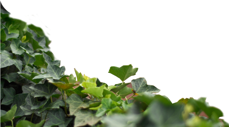 Maple Leaf (760x440), Png Download