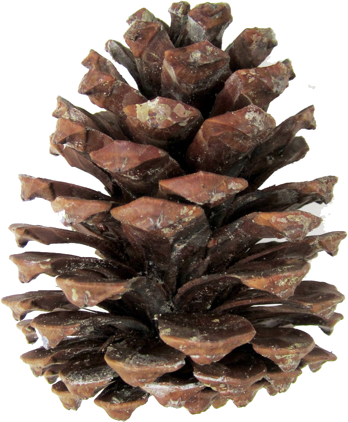 Pine Cones Png - Transparent Pine Cone Png (774x1032), Png Download