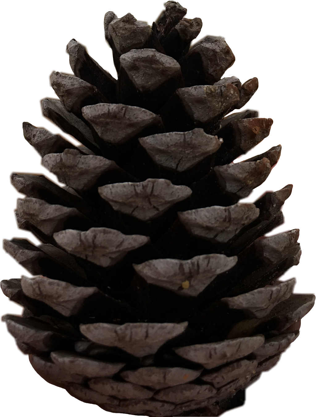 Pine Sticker - Western Yellow Pine (1024x1353), Png Download