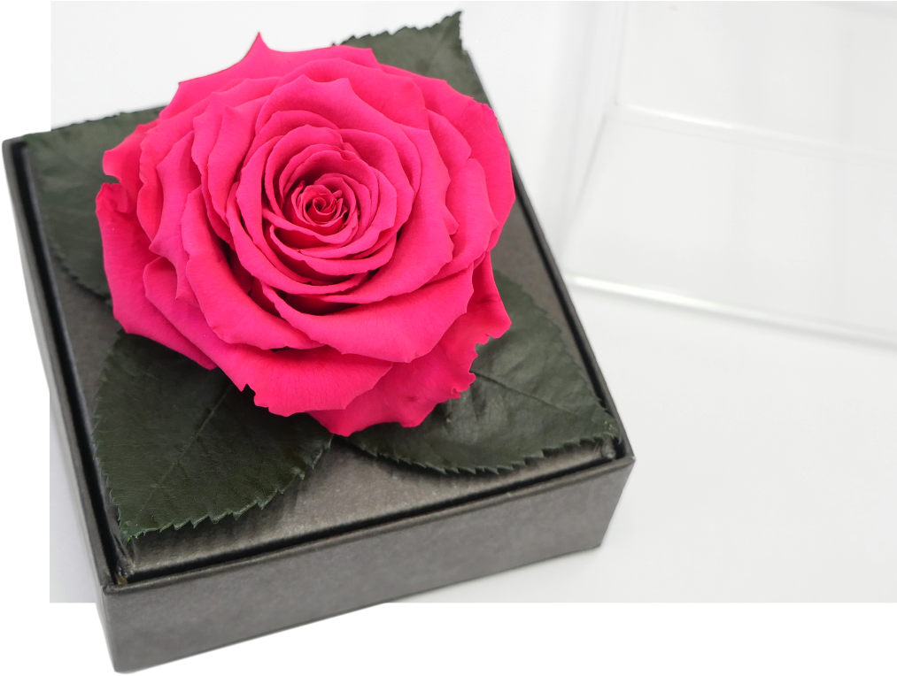 Preserved Flowers Jet Fresh Flower Distributors - Garden Roses (1013x764), Png Download