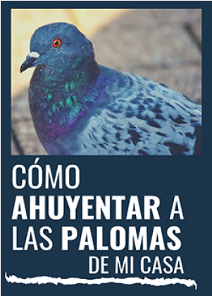 ¿como Ahuyentar Las Palomas De Mi Casa - Pigeons And Doves (700x700), Png Download