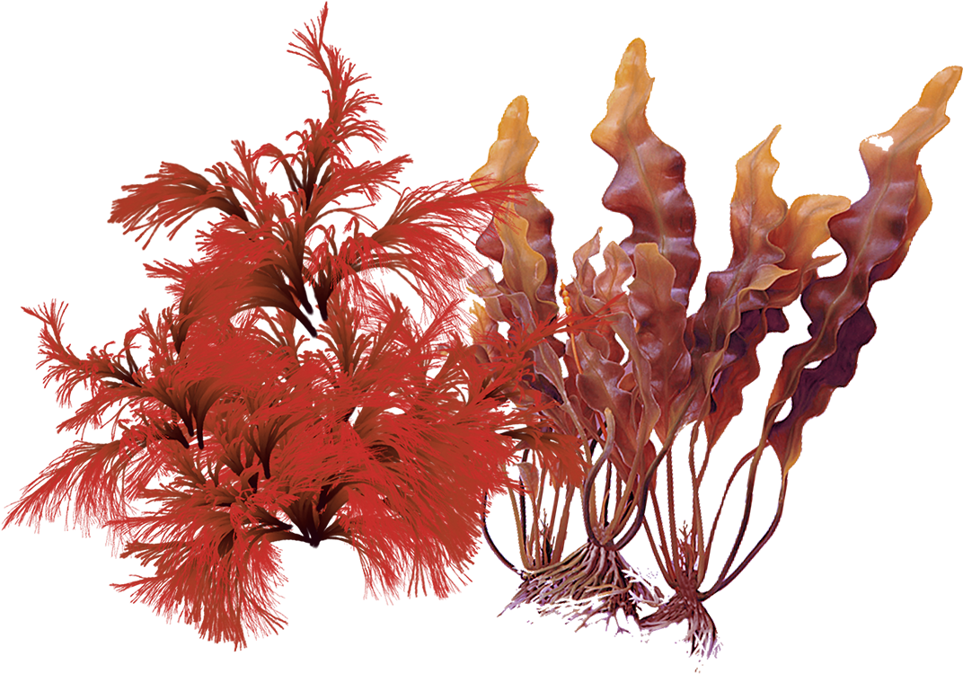 Products Containing This Ingredient - Aquarium Decor (1202x833), Png Download