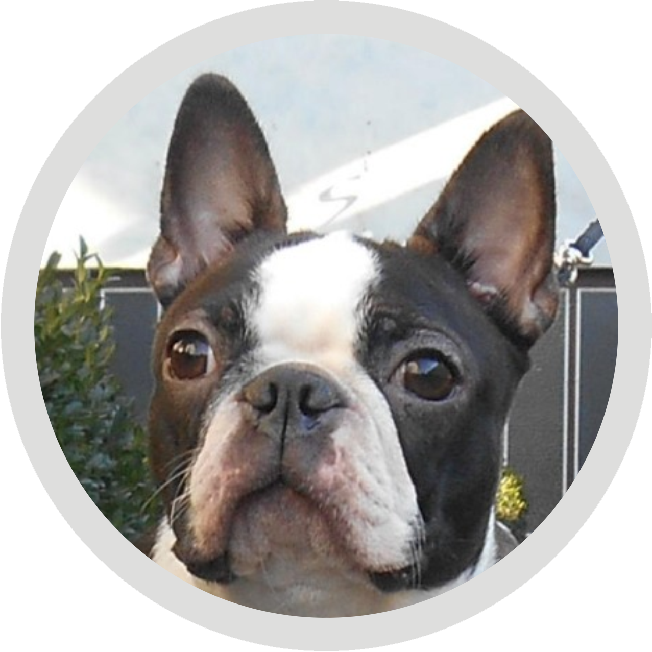 Kelly - Boston Terrier (1277x1277), Png Download