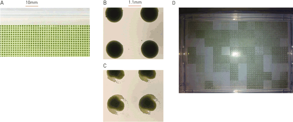 Agar To Agar Transfer At 6144 Density - Chlorophyta (940x405), Png Download