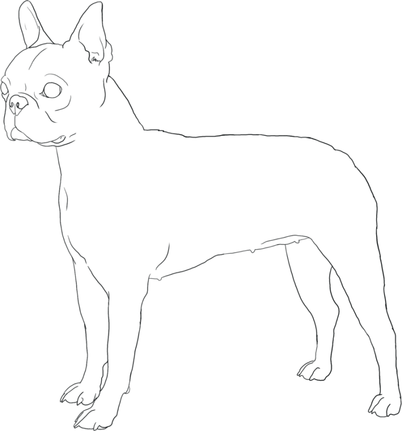 Coloring Boston Terrier Coloring Pages Free Also Boston - Terrier (805x864), Png Download