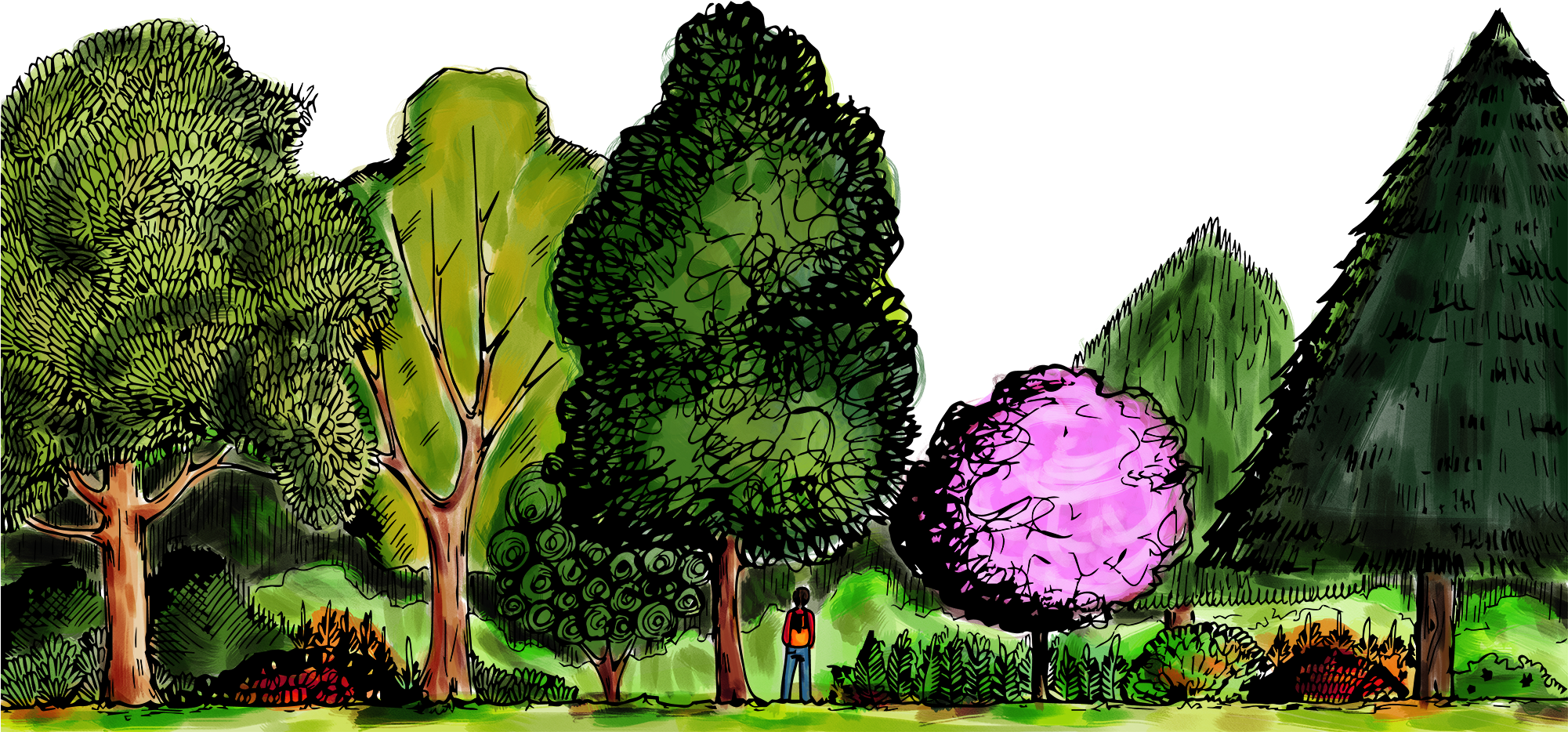 Foresta2 - Botanical Garden (2000x996), Png Download