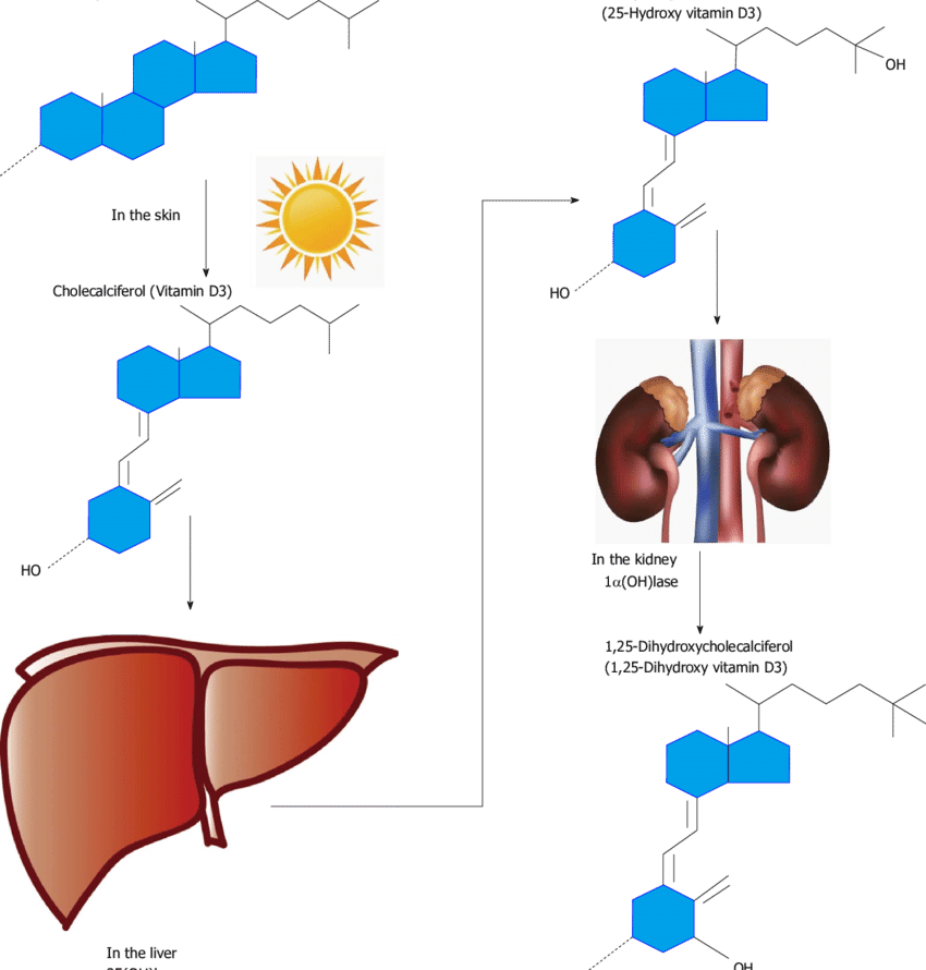 Schematic Overview Of The Metabolism Of Vitamin D - Diagram (850x890), Png Download