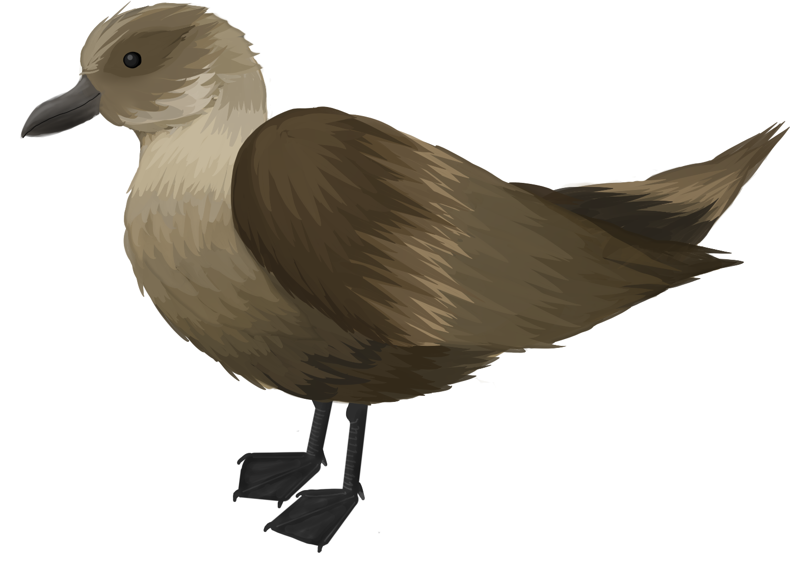 A Ragged Looking Old Bird Always Seemed To Be Within - Seabird (1600x1200), Png Download