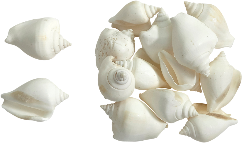Elephant Garlic (1100x787), Png Download
