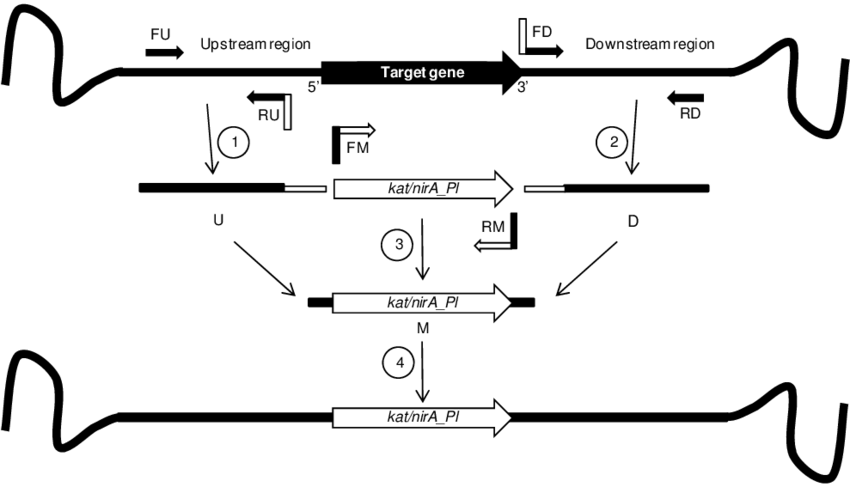 Small Arrows Indicate Primers - Diagram (850x487), Png Download