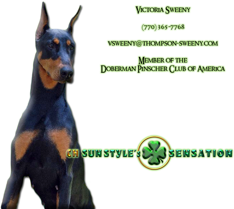 Dobermann (900x715), Png Download