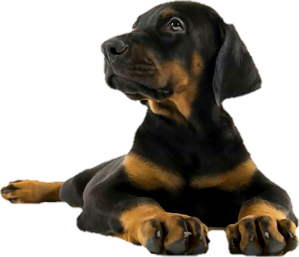 Doberman Sticker - Doberman Cub (1024x880), Png Download
