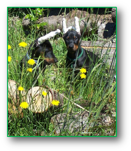 Jaxon-pup - Dobermann (548x631), Png Download