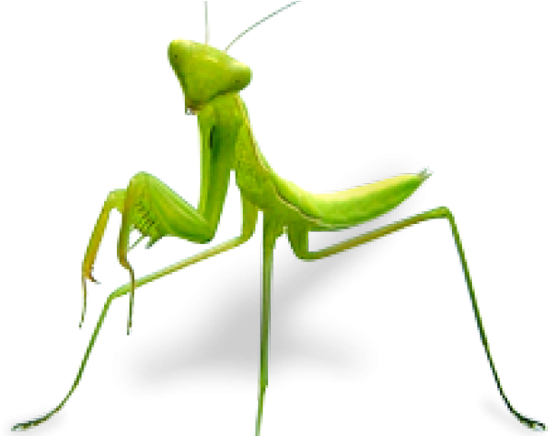 Praying Mantis (640x480), Png Download