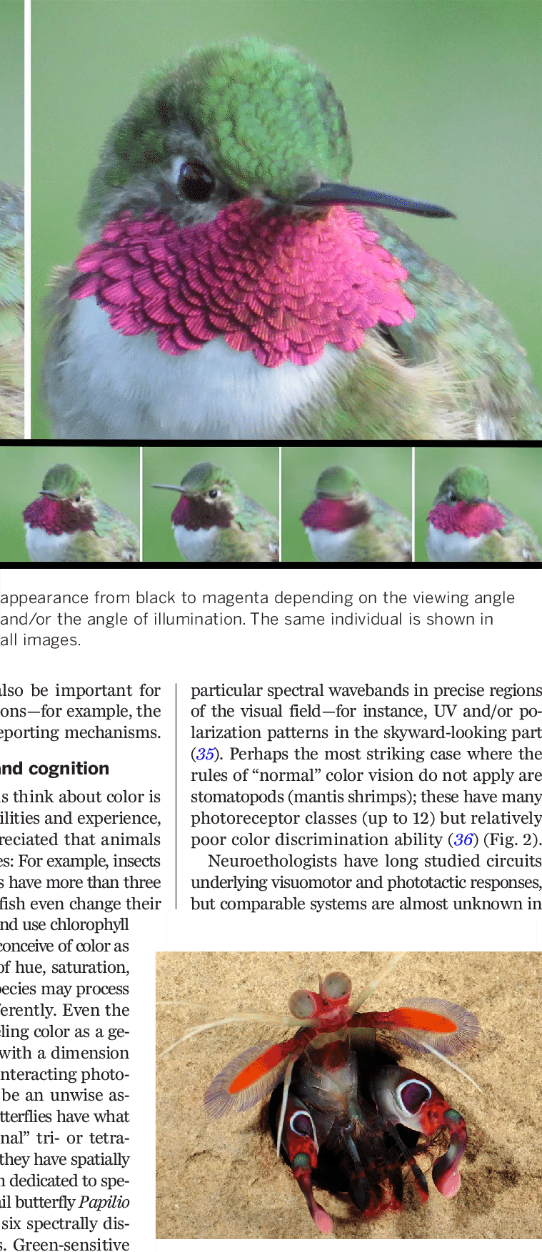 Multispectral Vision In The Mantis Shrimp - Daisy (759x1754), Png Download