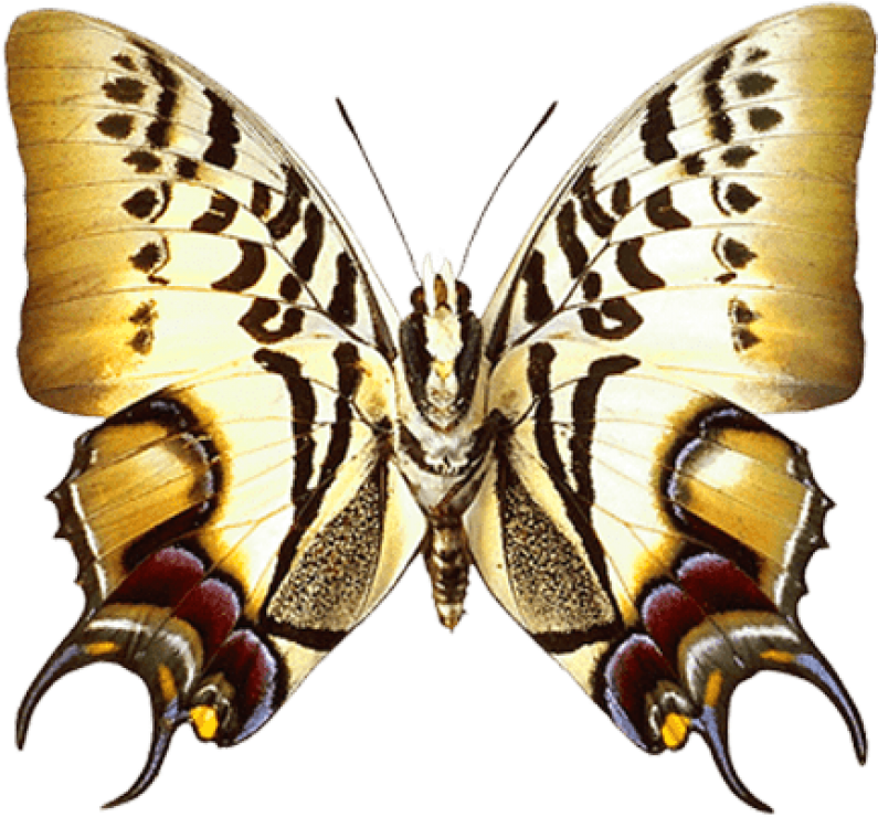 Free Png Real Butterfly Png Images Transparent - Butterfly In Brown Color Vector (850x771), Png Download