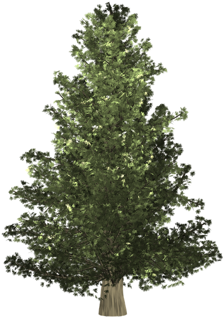 Abeto De Navidad Png (554x720), Png Download