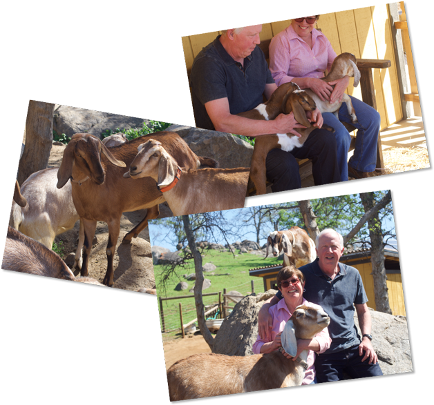 We Take Pride In Our Meticulous Process Of Making The - Working Animal (637x600), Png Download