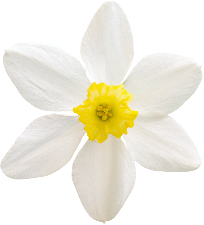 Vegetation Daffodil 01 - Rain Lily (737x776), Png Download