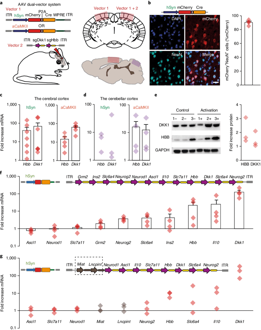 Complex Transcriptional Activation In The Intact Brain - Diagram (850x1073), Png Download