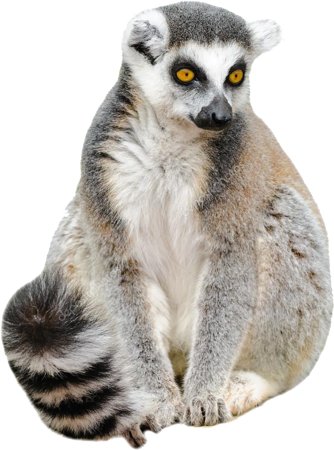Lemur Catta White Background (1024x1024), Png Download