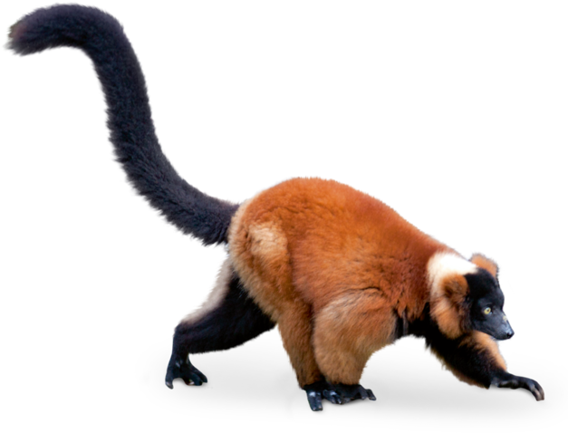 Lemur Png - Red Ruffed Lemur Transparent Background (636x600), Png Download