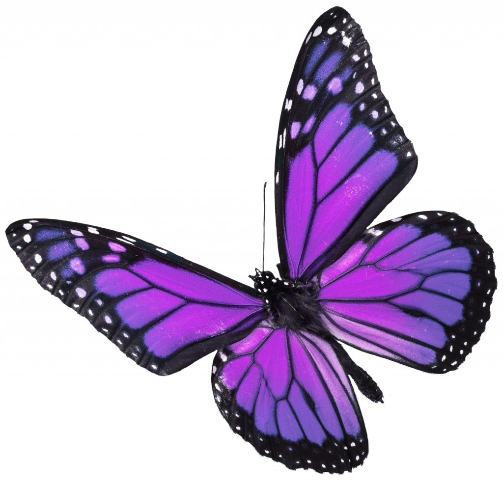 Simple Real Pictures Of Butterflies Popular Butterfly - Blue Green Monarch Butterfly (1024x988), Png Download
