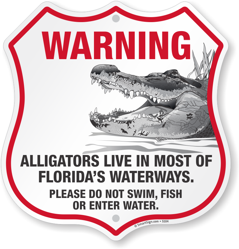 Zoom, Price, Buy - American Alligator (768x800), Png Download