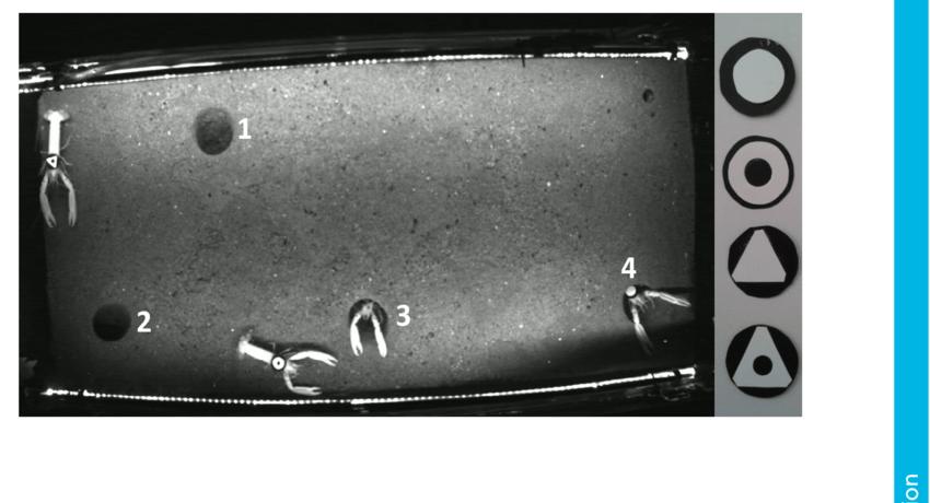 A Frame Of The Videos Used To Film The Behavioural - Monochrome (850x460), Png Download