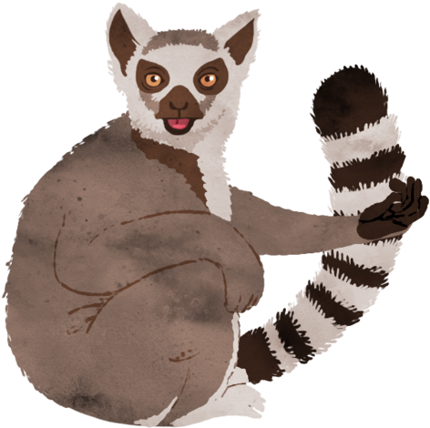 Animal 2 - Lemur (1000x563), Png Download