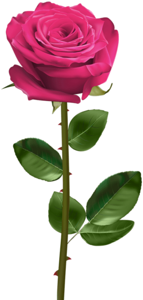 Free Png Download Pink Rose With Stem Png Images Background - Red Rose With Stem (480x1004), Png Download