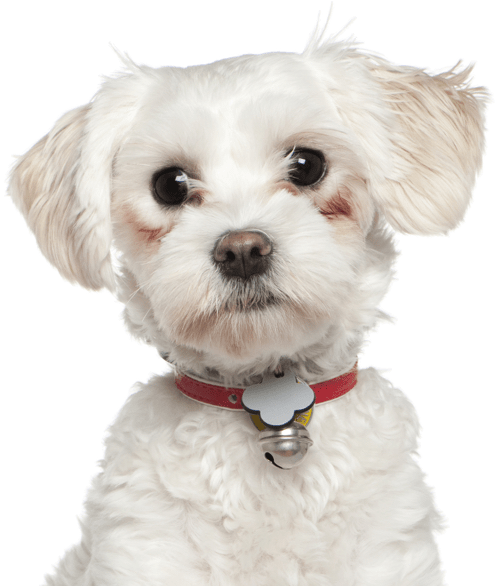 Maltese Cross Breeds - Tube Chien Habillé Png Pour Creation (565x585), Png Download