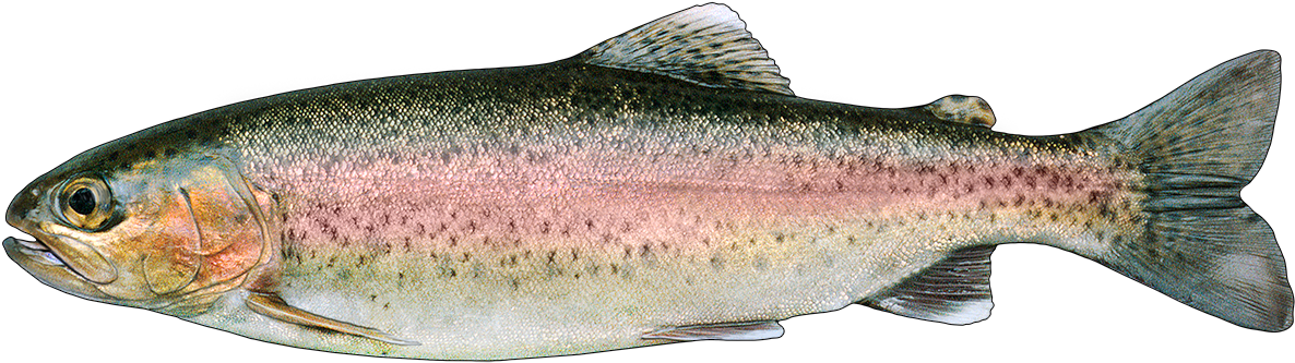 Rainbow Trout Png - Rainbow Trout (1200x375), Png Download