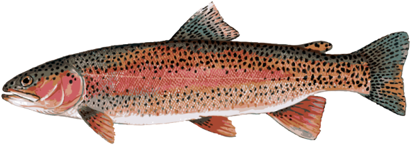 Great Clip Art Of Freshwater Fish - Rainbow Trout Clipart Png (639x303), Png Download