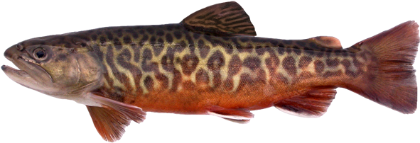 Tiger Trout - Tiger Trout Manitoba (600x238), Png Download