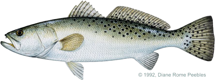 Igfa Annual Fishing Contest Graphic Black And White - Spotted Sea Trout Clipart (720x274), Png Download