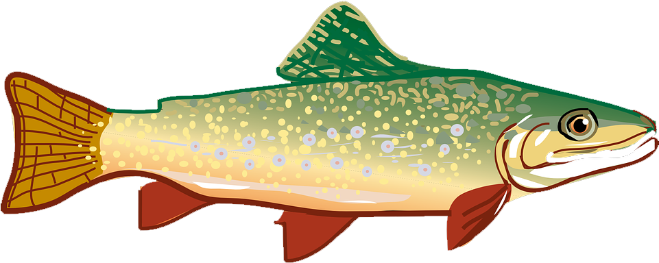 Clip Art Free Vector Graphic Free Library - Trout Clipart (600x239), Png Download