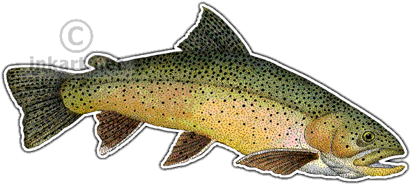 Wildlife Art - Trout Drawing Png (590x266), Png Download