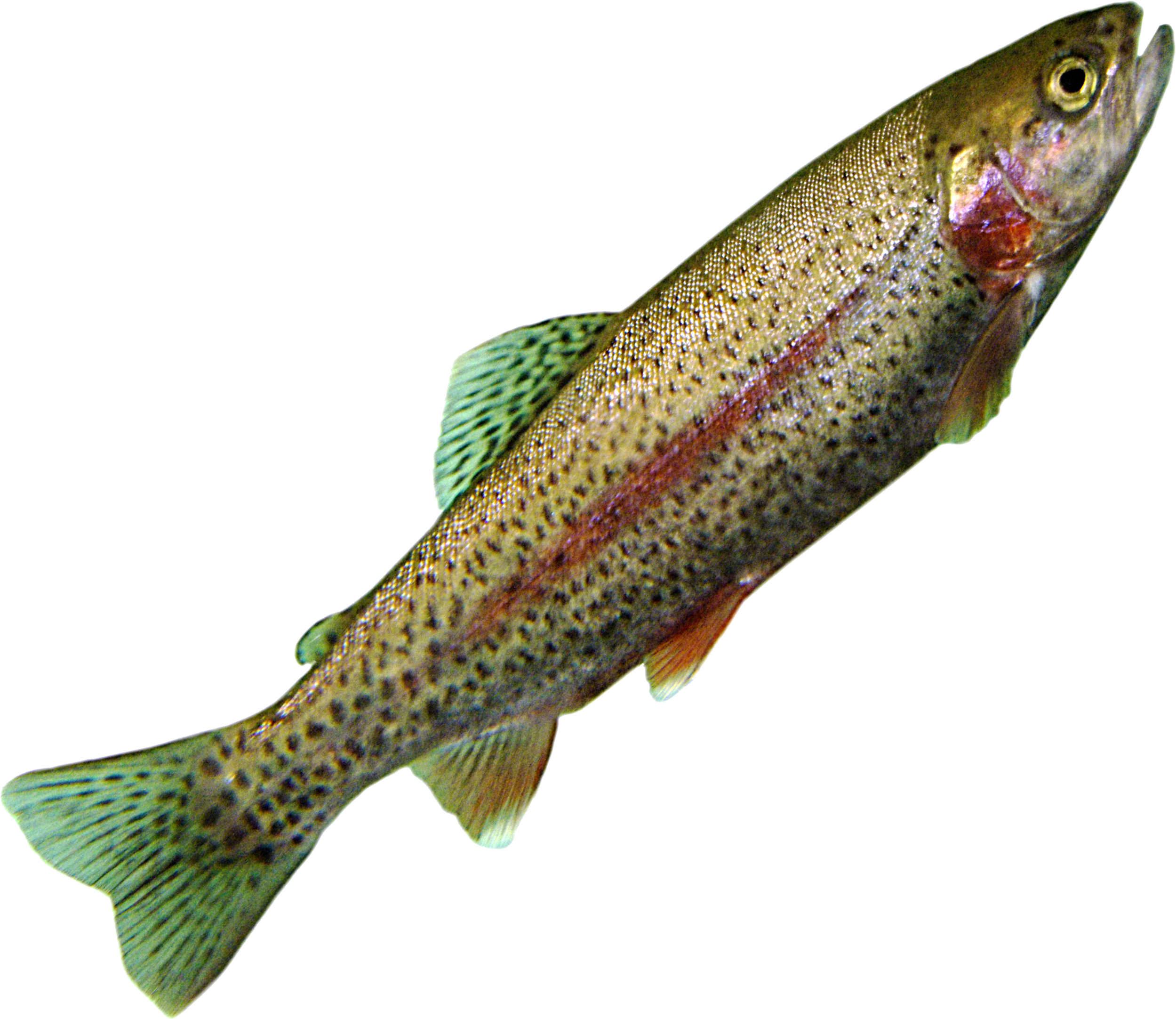 Png Trout (2499x2164), Png Download
