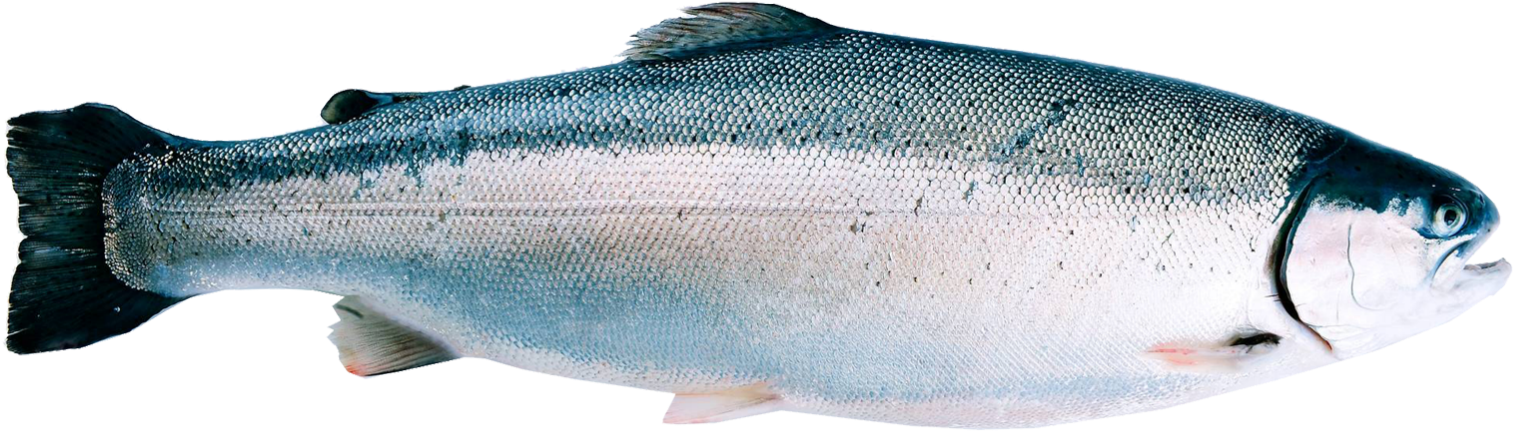 Fjord Trout (1692x680), Png Download
