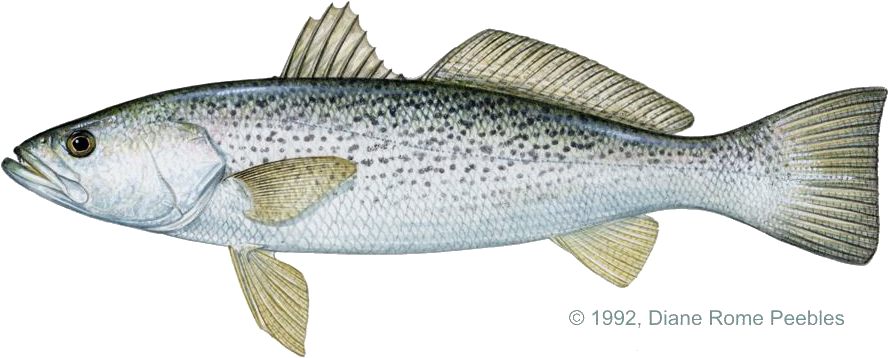 Sciaenidae Family - Weakfish Vs Sea Trout (900x375), Png Download