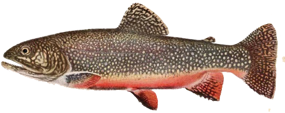 Brook Trout (599x371), Png Download