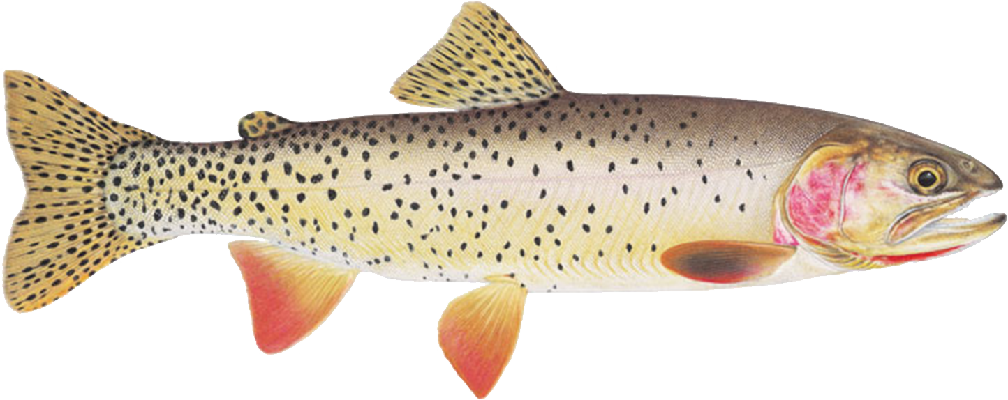 Sign Up For Season - Cutthroat Trout (1444x574), Png Download