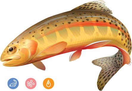 Trout - Golden Trout (444x307), Png Download