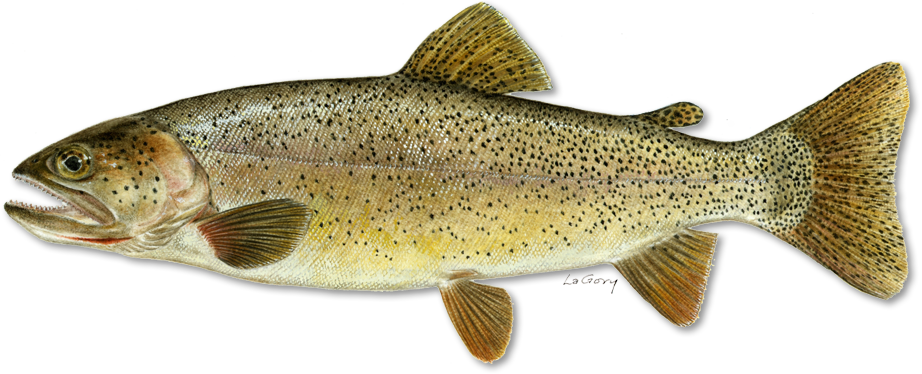 Snake River Cutthroat Illustration - Cutthroat Trout (922x374), Png Download