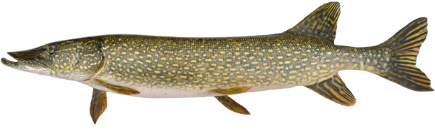 Trophy Northern Pike Is 41 Inches - Pike Fish Png (620x253), Png Download