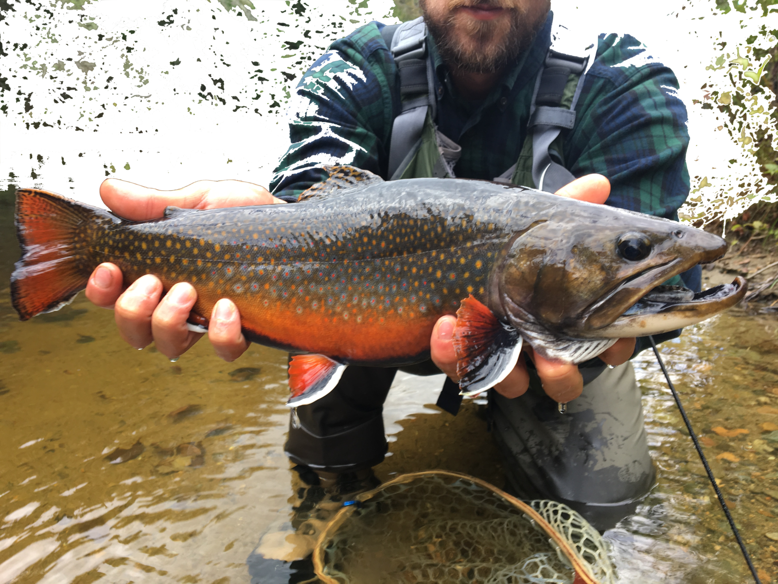 Brookie 2 - Pull Fish Out Of Water (1600x1200), Png Download